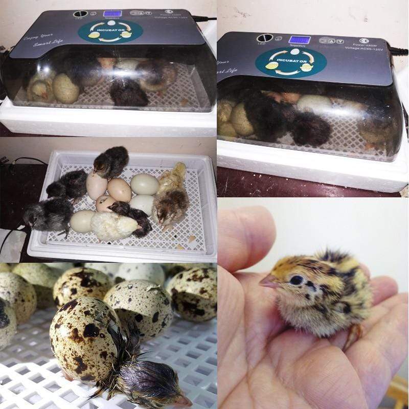 Egg Incubator Hatching Chicken Duck Quail